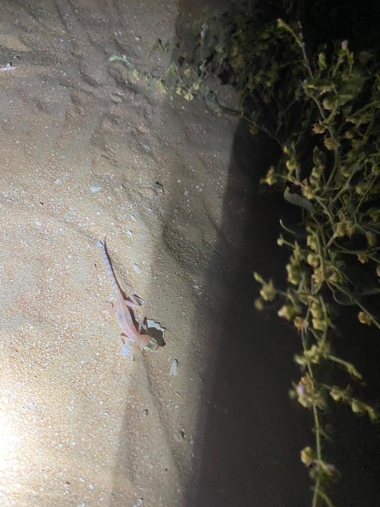 Arabian Web-footed Sand Gecko