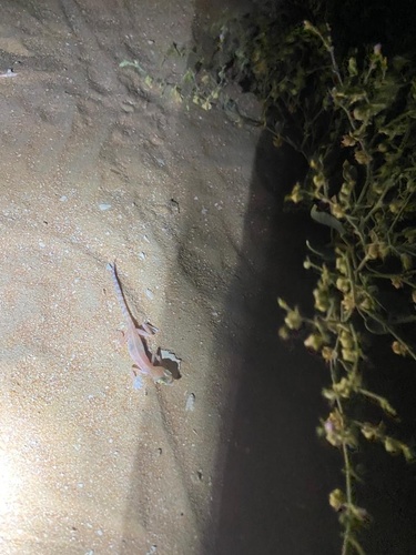 Arabian Web-footed Sand Gecko