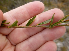 Psoralea uncinata