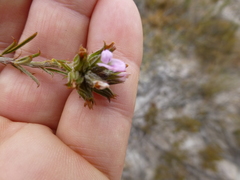 Psoralea uncinata