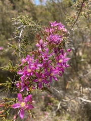 Calytrix fraseri