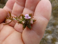 Psoralea uncinata
