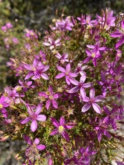 Calytrix fraseri
