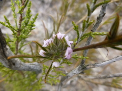 Psoralea uncinata