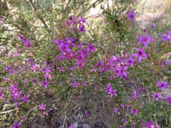 Calytrix fraseri