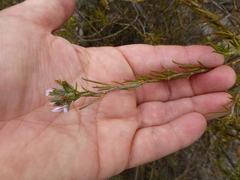 Psoralea uncinata