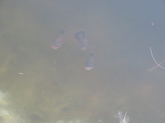 Astronotus ocellatus