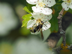 Gymnomerus laevipes