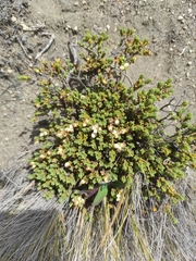 Pimelea microphylla