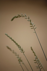 Agropyron dasyanthum