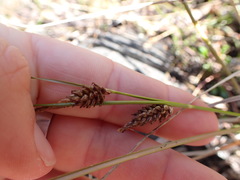 Carex testacea