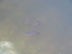 Astronotus ocellatus