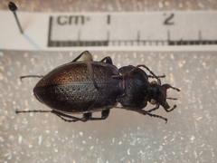 Carabus scabriusculus