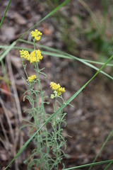 Achillea micrantha