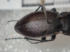 Carabus scabriusculus