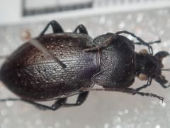 Carabus scabriusculus