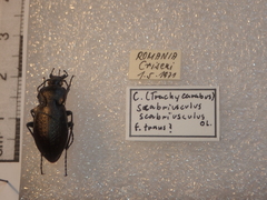 Carabus scabriusculus