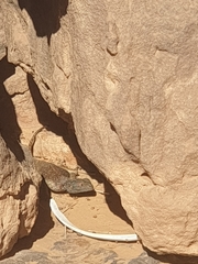 Agama tassiliensis