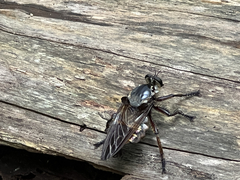 Blepharotes splendidissimus