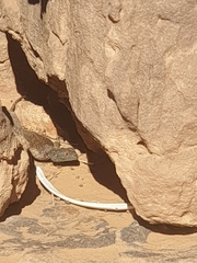 Agama tassiliensis