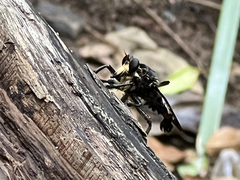 Blepharotes splendidissimus