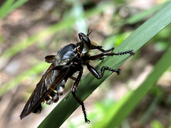 Blepharotes splendidissimus