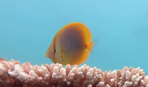 Gold-banded butterflyfish (Chaetodon aureofasciatus) — Chaetodontidae — 5