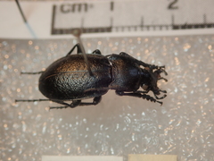 Carabus scabriusculus