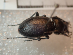 Carabus scabriusculus