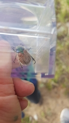 Paracotalpa granicollis