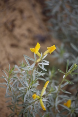 Chamaecytisus borysthenicus