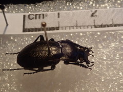 Carabus scabriusculus