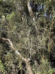 Melicytus flexuosus