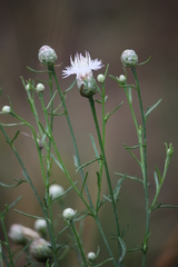 Centaurea breviceps