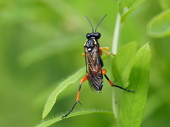 Macrophya rufipes