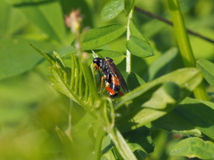 Macrophya rufipes