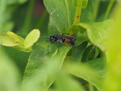 Arachnospila