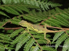 Diploderma polygonatum xanthostomum