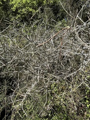 Melicytus flexuosus