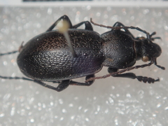 Carabus estreicheri