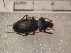 Carabus estreicheri