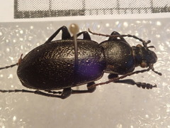 Carabus estreicheri
