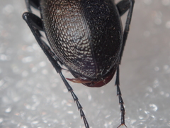 Carabus estreicheri