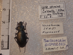 Carabus estreicheri