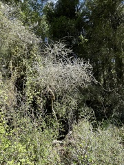 Melicytus flexuosus