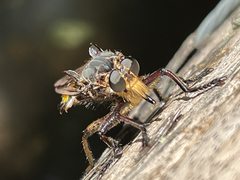 Blepharotes splendidissimus