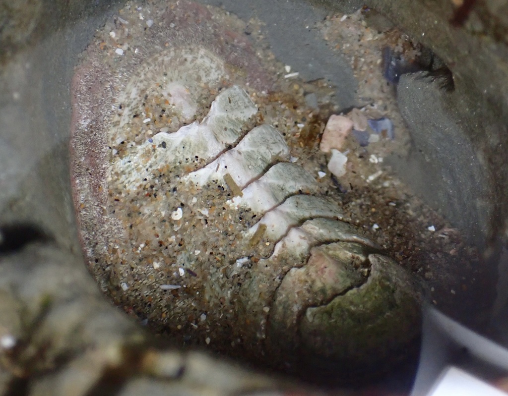 conspicuous chiton