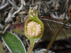 Stylidium subulatum