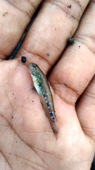 Acentrogobius viganensis