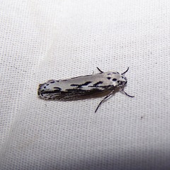 Ethmia semitenebrella